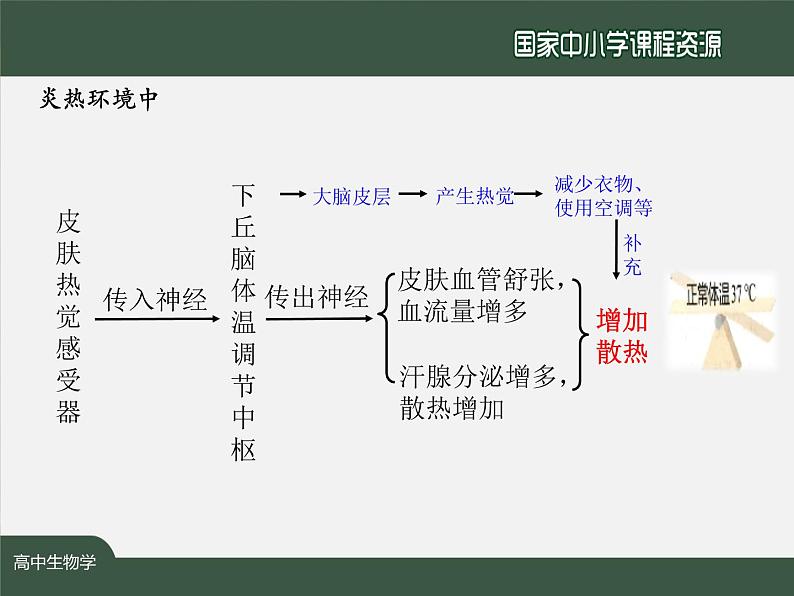 高中生物精品课件 3.3体液调节与神经调节的关系（第1课时）第3页