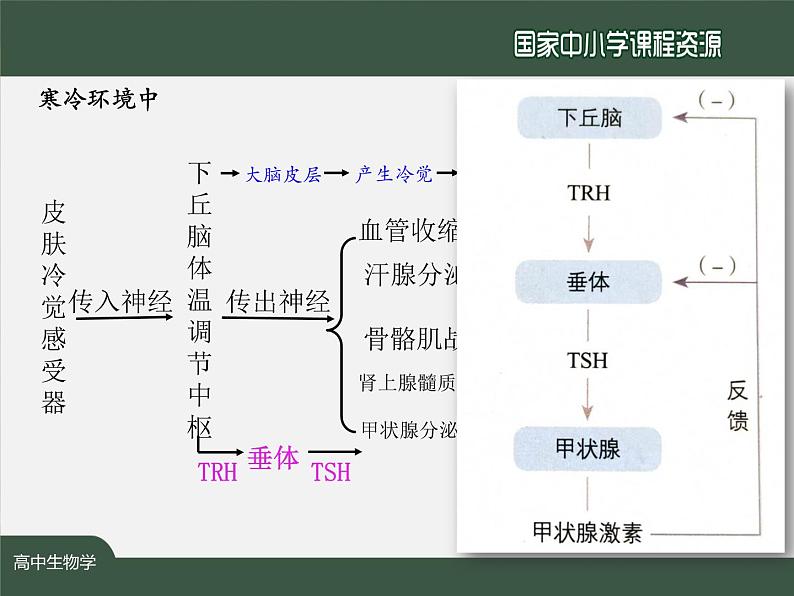 高中生物精品课件 3.3体液调节与神经调节的关系（第1课时）第7页