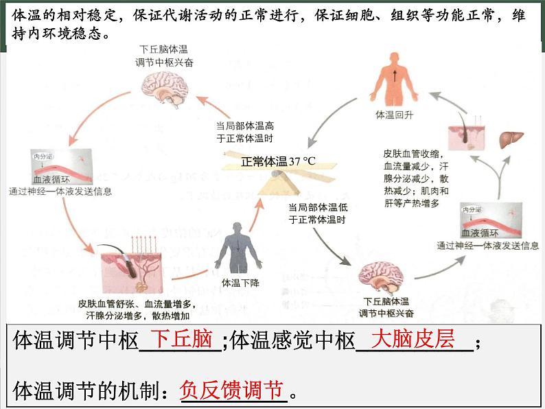 高中生物精品课件 3.3体液调节与神经调节的关系（第1课时）第8页