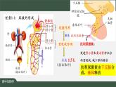 高中生物精品课件 3.3体液调节与神经调节的关系（第2课时）