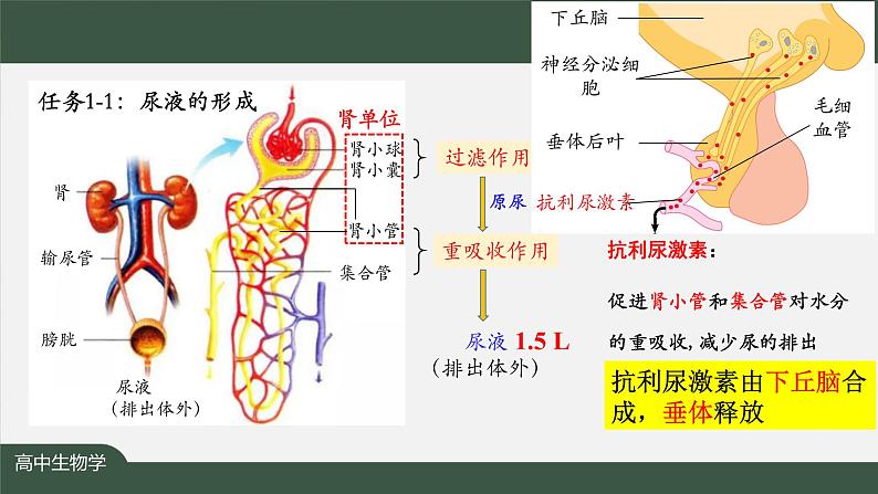 高中生物精品课件 3.3体液调节与神经调节的关系（第2课时）04