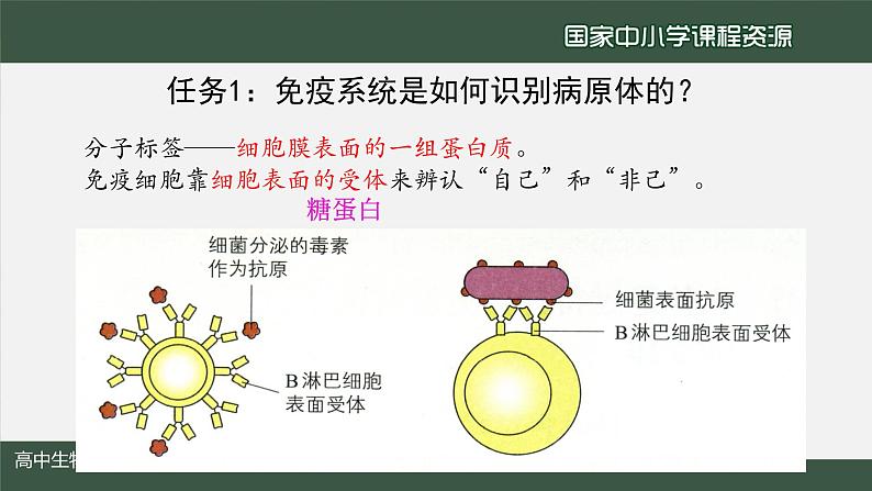 高中生物精品课件 4.2特异性免疫（第1课时）03
