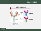 高中生物精品课件 4.3免疫失调