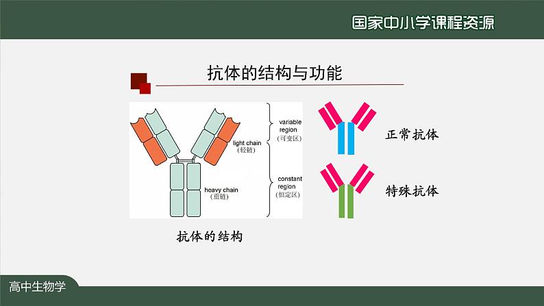 高中生物精品课件 4.3免疫失调04