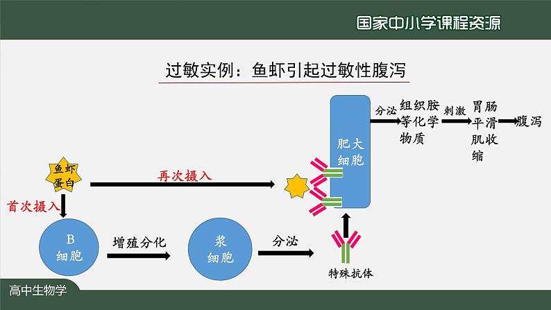 高中生物精品课件 4.3免疫失调07