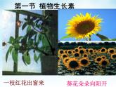 高中生物精品课件 5.1植物生长素
