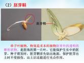 高中生物精品课件 5.1植物生长素