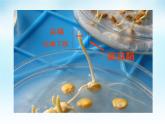 高中生物精品课件 5.1植物生长素