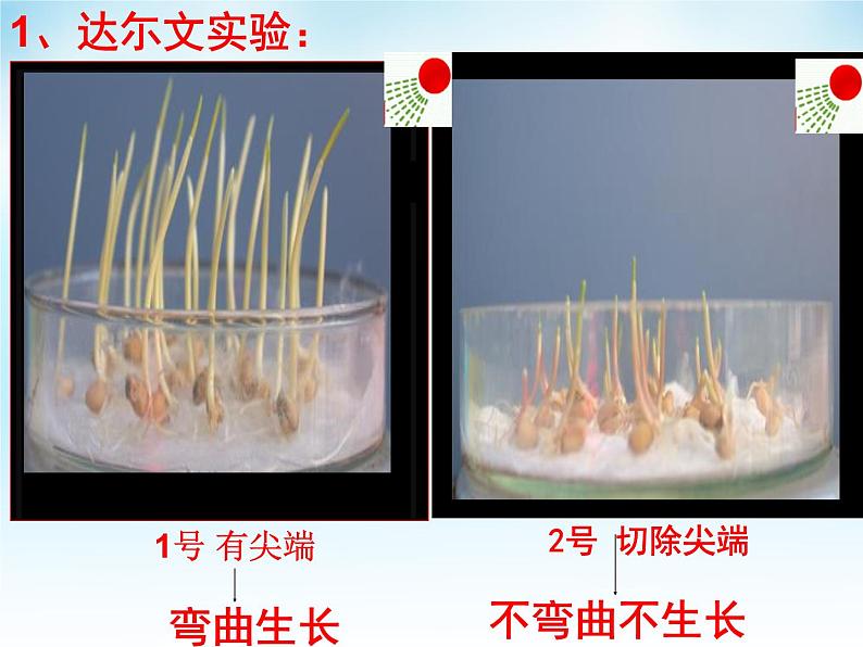 高中生物精品课件 5.1植物生长素第7页