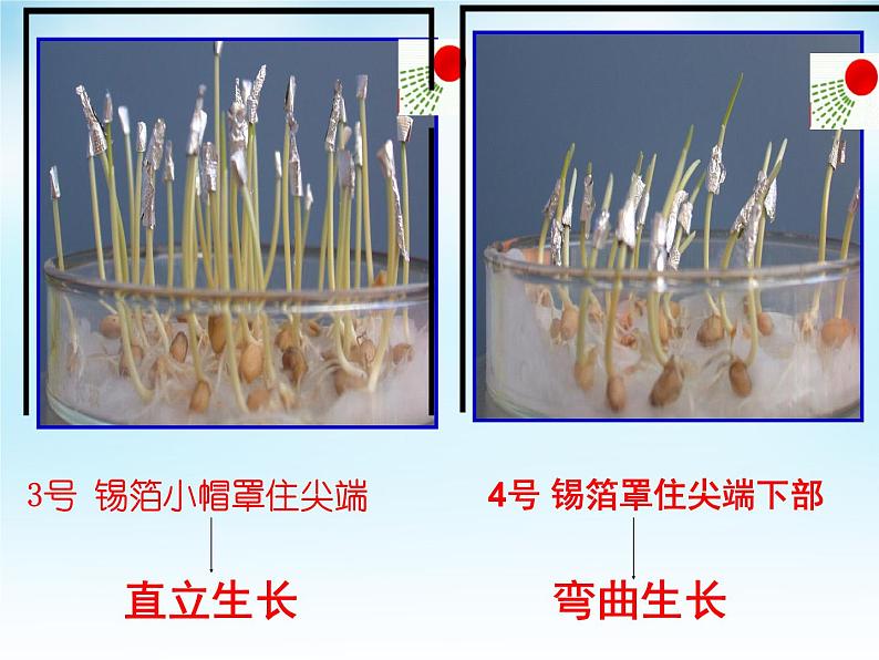 高中生物精品课件 5.1植物生长素第8页