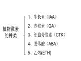 高中生物精品课件 5.2其他植物激素