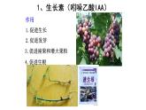 高中生物精品课件 5.2其他植物激素