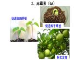 高中生物精品课件 5.2其他植物激素