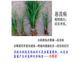 高中生物精品课件 5.2其他植物激素