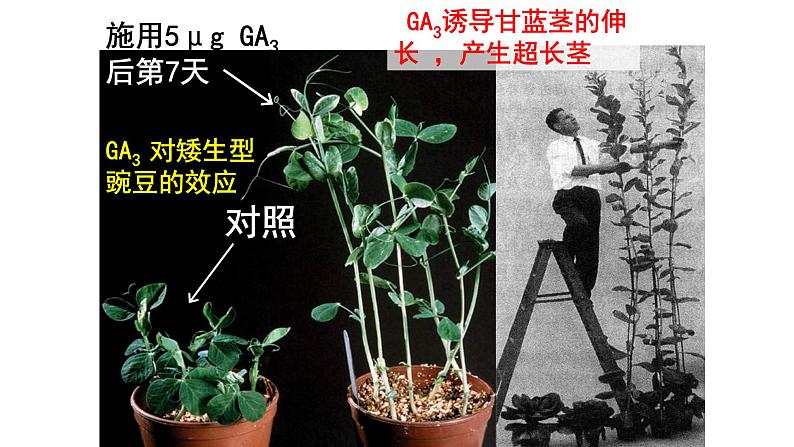 高中生物精品课件 5.2其他植物激素07