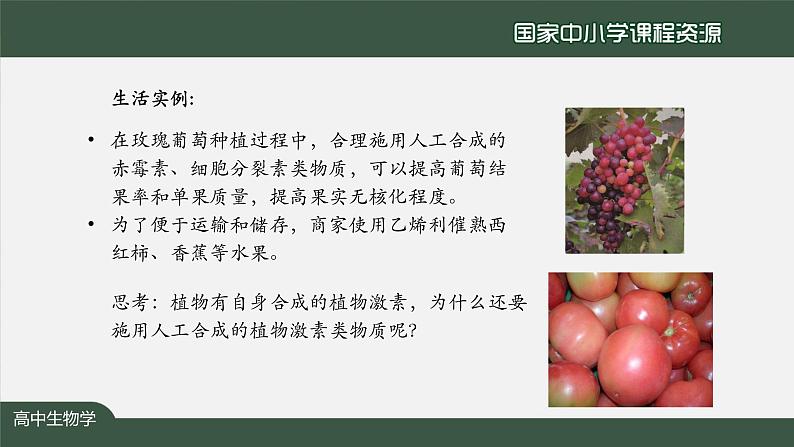 高中生物精品课件 5.3植物生长调节剂的应用第2页