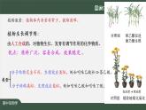 高中生物精品课件 5.3植物生长调节剂的应用