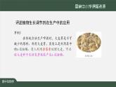 高中生物精品课件 5.3植物生长调节剂的应用