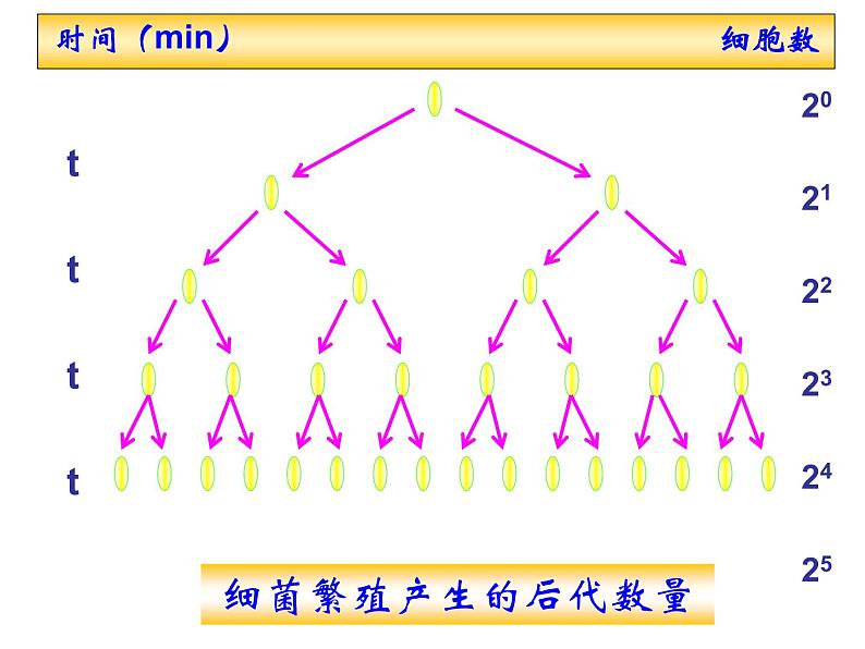 高中生物精品课件 1.2种群数量的变化02