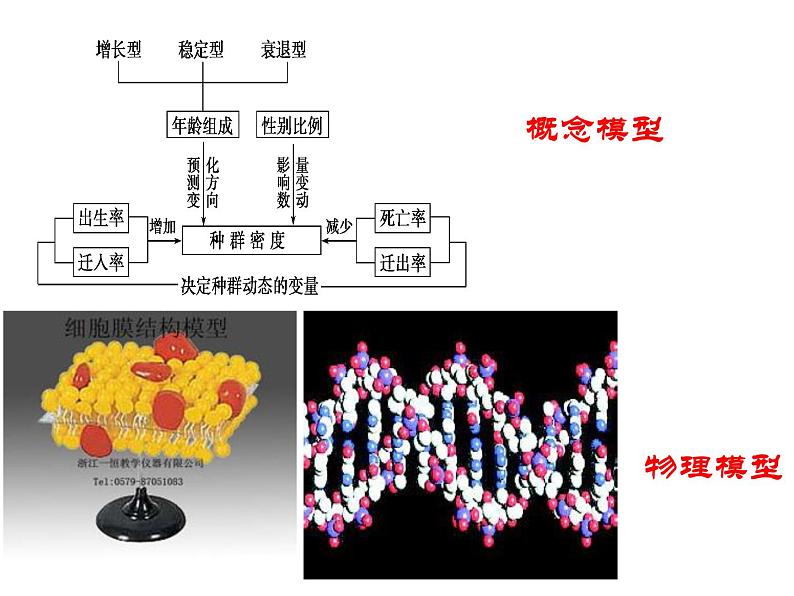 高中生物精品课件 1.2种群数量的变化08