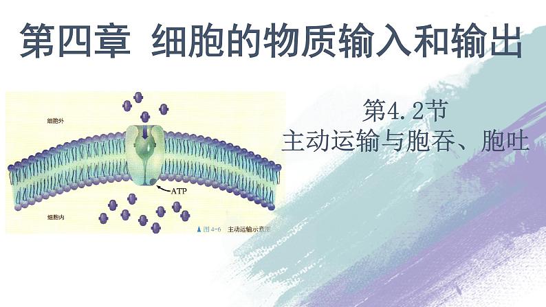 高中生物必修一 4.2 主动运输教学课件第1页