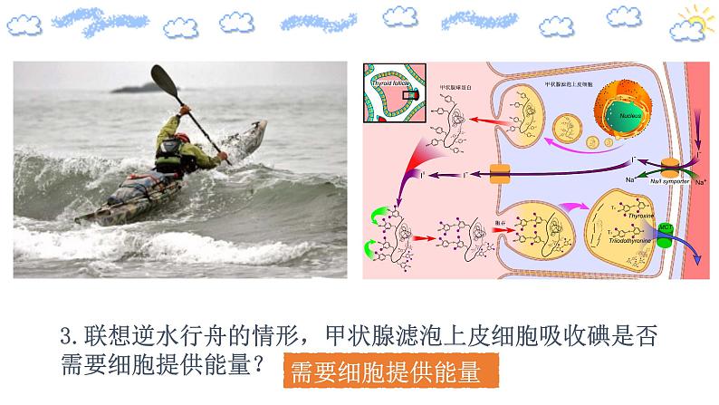 高中生物必修一 4.2 主动运输教学课件第4页