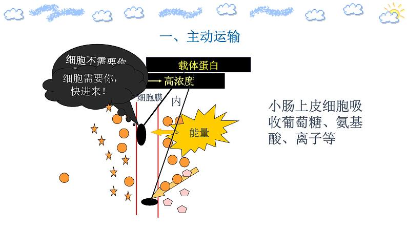 高中生物必修一 4.2 主动运输教学课件第6页