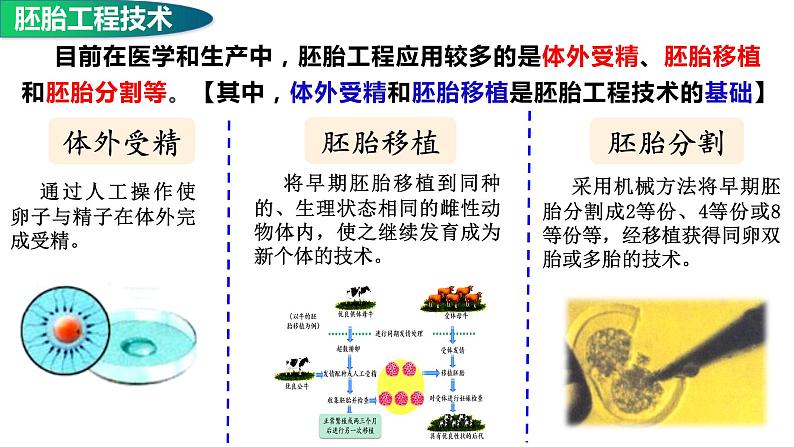 2.3.2 胚胎工程（技术及应用）-2021-2022学年人教版（2019）高中生物选择性必修3 课件03