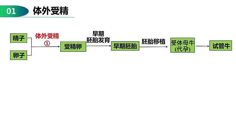 2.3.2 胚胎工程（技术及应用）-2021-2022学年人教版（2019）高中生物选择性必修3 课件07