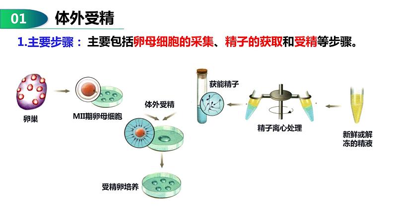 2.3.2 胚胎工程（技术及应用）-2021-2022学年人教版（2019）高中生物选择性必修3 课件08