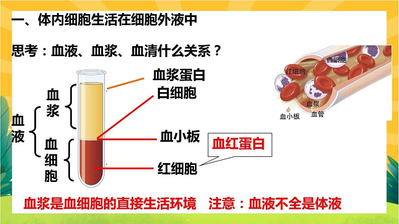 1.1细胞生活的环境（课件PPT）05