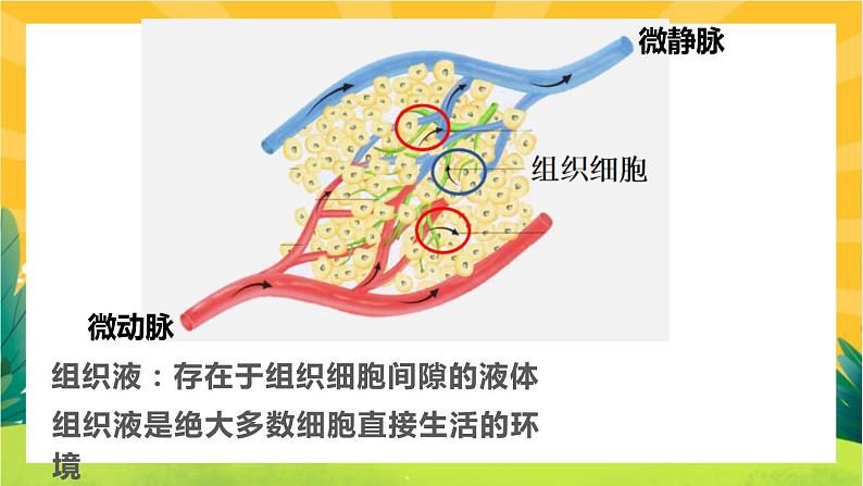 1.1细胞生活的环境（课件PPT）06