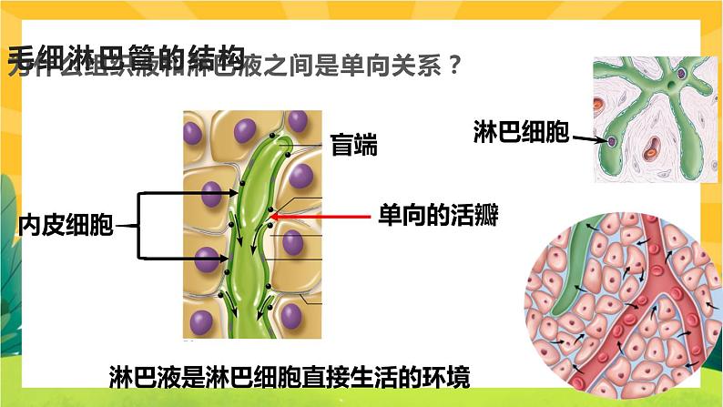 1.1细胞生活的环境（课件PPT）07