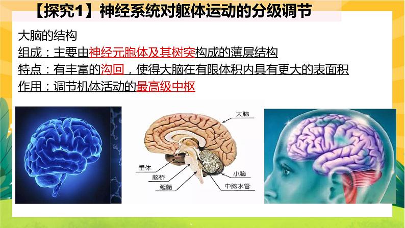 2.4神经系统的分级调节（课件PPT）第3页