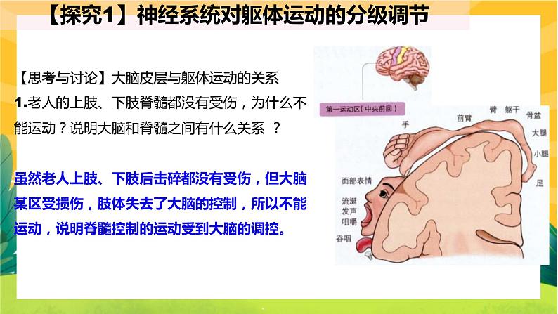 2.4神经系统的分级调节（课件PPT）第4页