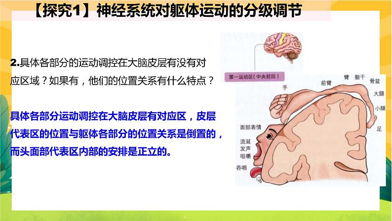 2.4神经系统的分级调节（课件PPT）第5页