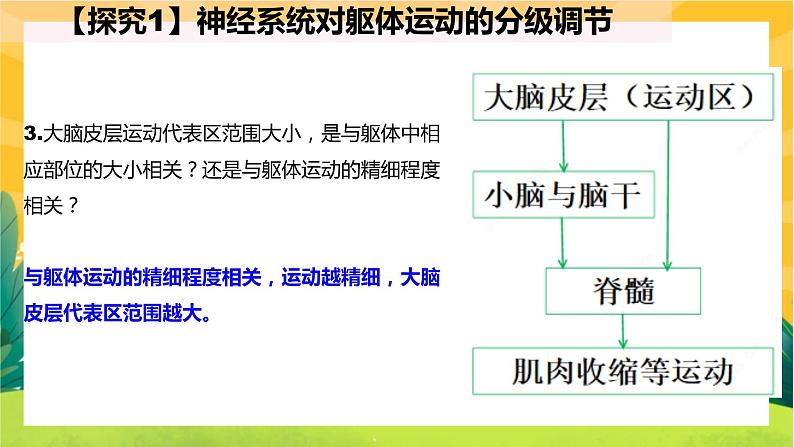 2.4神经系统的分级调节（课件PPT）第7页