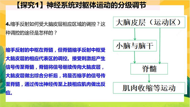 2.4神经系统的分级调节（课件PPT）第8页