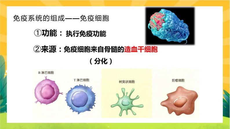 4.1 免疫系统的组成和功能（课件PPT）04
