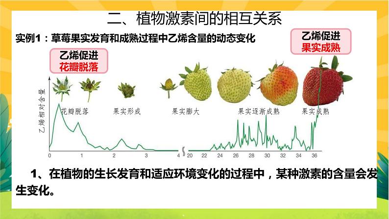 5.2 其他植物激素（课件PPT）07