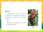 5.3 植物生长调节剂的应用（课件PPT）
