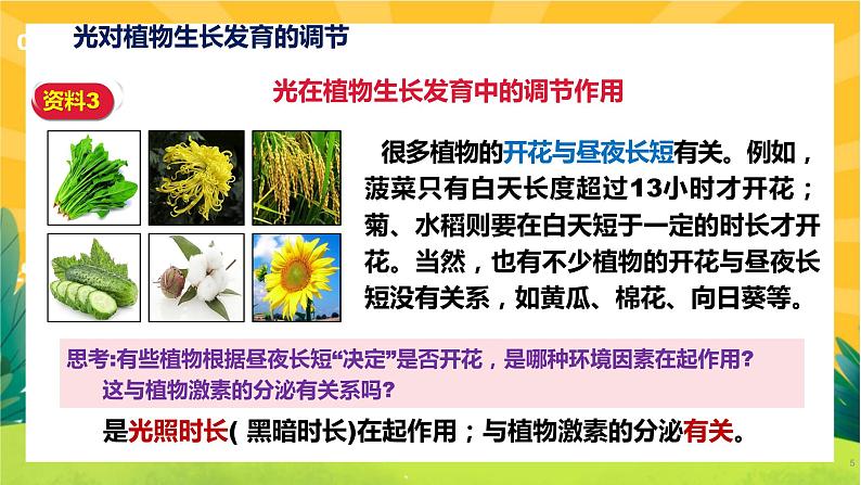 5.4 环境因素参与调节植物的生命活动（课件PPT）第5页