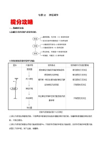 高中生物专题12 神经调节-备战2021年高考生物专题提分攻略（无答案）