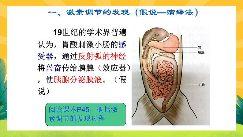 3.1激素与内分泌系统（课件PPT）02