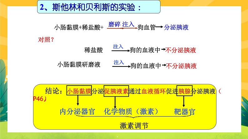 3.1激素与内分泌系统（课件PPT）04