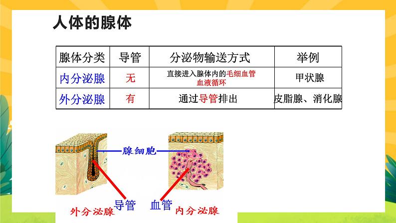 3.1激素与内分泌系统（课件PPT）06