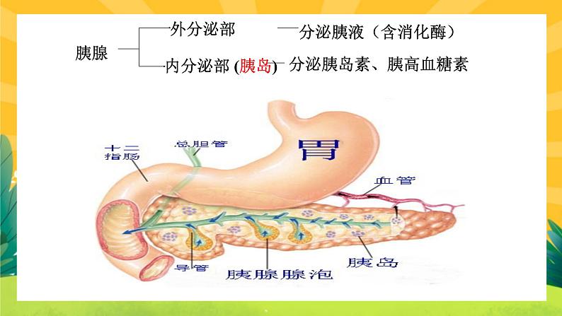 3.1激素与内分泌系统（课件PPT）07