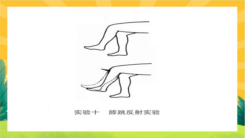 2.2神经调节的基本方式（课件PPT）05