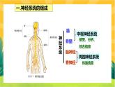 2.1神经调节的结构基础（课件PPT）