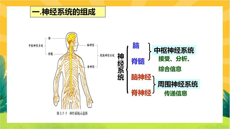 2.1神经调节的结构基础（课件PPT）第2页